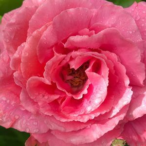 Meet your Posher, Joline